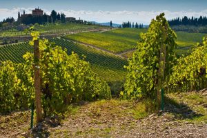 Tuscany wineyard