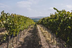 Apulia vineyard