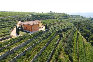 Valpolicella Winery and Vineyard