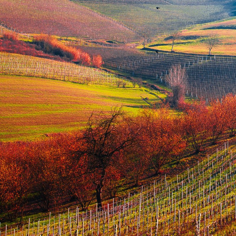 langhe wine tours